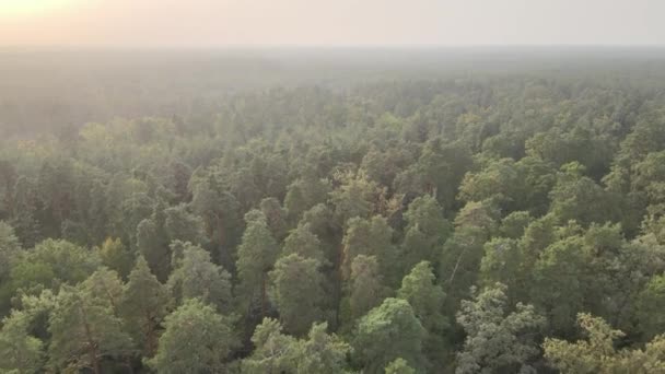 Doğa: Orman manzarası hava manzarası. — Stok video