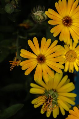 Siyah arka planda sarı çiçekler. Çiçekli siyah arka plan. Üst görünüm, boşluk kopyala