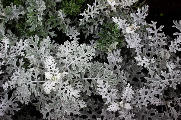 White plants on a dark background. White petals of club flowers. The flowers in the flowerbed are gray. Floral background.