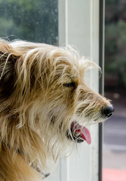 Dog with tongue out. Dog with light hair.