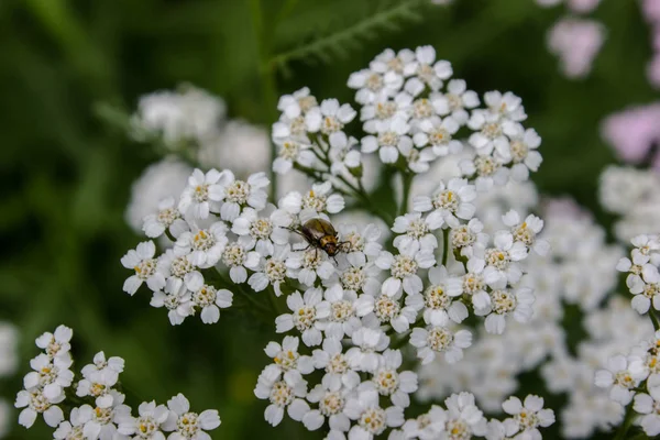 绿色背景上的箭白色 花朵上的小昆虫 在黑暗的背景上长有昆虫的花 — 图库照片