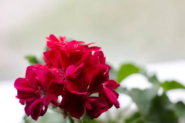 Квітковий Горщик Приміщенні Герань Герань Біля Вікна Кімнатні Рослини Зеленим Ліцензійні Стокові Фото