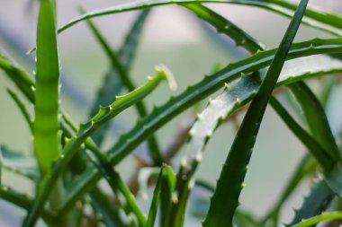 Aloe vera pencere eşiğinde dallanır. Aloe bitkisi Yeşil bitkilerin arka planı.