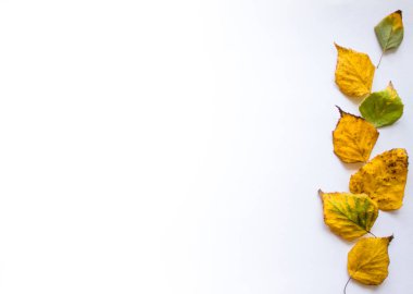 Sağ tarafında sarı ve yeşil sonbahar huş yaprakları olan beyaz arka plan. Metin için boş alanı olan sonbahar arkaplanı. Orman mevsimsel arkaplan.