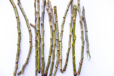 Beyaz arka planda ağaç dalları ve boş bir alan. Sonbahar zamanı.