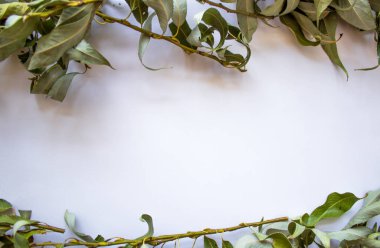 Beyaz arka plan, dalları ve altında kuru yaprakları var. Metin için boş alanı olan sonbahar arkaplanı