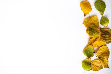 Sarı yapraklı beyaz arka plan. metin için boş alanı olan arkaplan. Birch yaprakları.