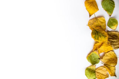 Sağ tarafında sarı huş yaprakları olan beyaz arka plan. Boş boşluklu arkaplan.