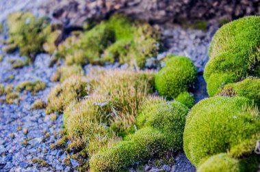 Beton duvarda yosun var. Duvarın yosunlu dokusu.
