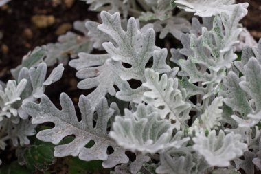 Çiçek tarlasında beyaz bitki. en üstteki görünüm
