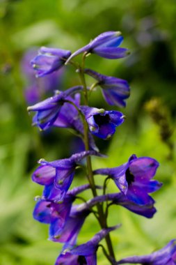 Yeşil arka planda leylak çanları. Tasarım için çiçek arkaplanı.