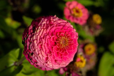 Çiçek tarhında pembeleşen çingene. Yıllık çiçekler.