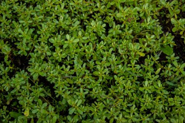 Yeşil bitkilerle desenli. boşluğu kopyala, üst görünüm, düz uzanma, metin için boş alan ile arkaplan