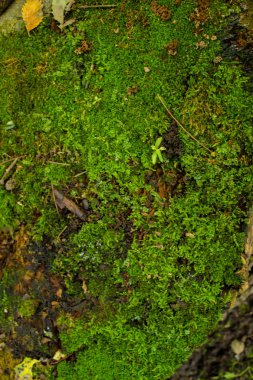 Ağaç kabuğu ve yeşil yosun arka planı.