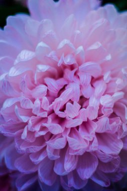 Tasarım için Pembe Kasımpatı Çiçek arkaplanı.