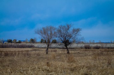 Yapraksız iki ağaç tarlanın ortasında duruyor. Rusya 'da bahar.