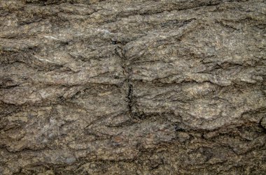 Yaşlı bir ağacın kabuğunun dokusu. doğal arkaplan.