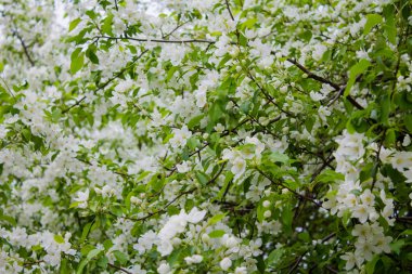 Bir dalda elma ağacı çiçeği deseni.