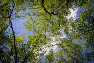 Ağaçlı mavi sonbahar gökyüzü. Aşağıdan görüntüle.