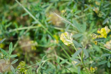 Kuru otların üzerinde sarı yonca. Çiçek arkaplan. en üstteki görüntü