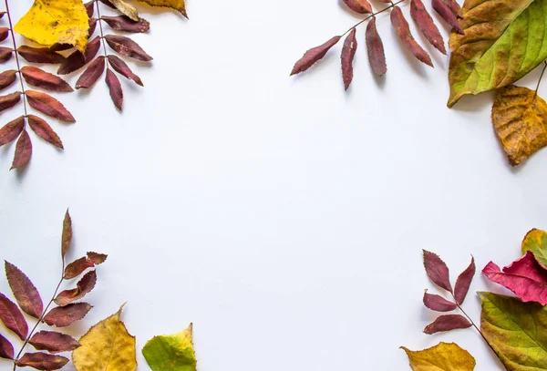 White background with leaves on all sides. Frame of autumn leaves with blank space for text.