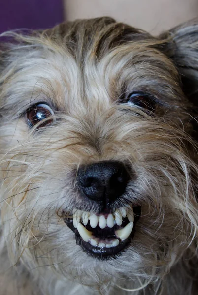 Dog grins teeth. Angry mad dog. Cur.