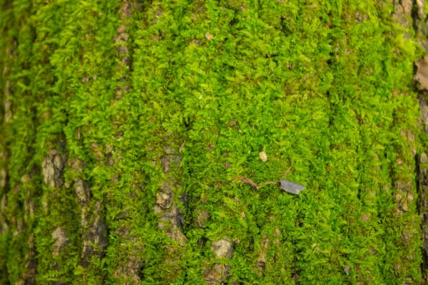 The texture of the moss on the tree. The trunk is overgrown with moss and plants. Floral background.