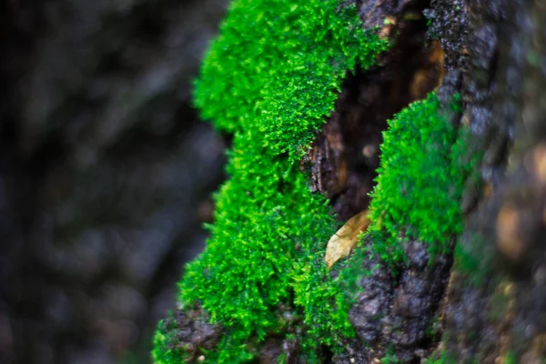 Grön Mossa Bark Parken Ovanifrån — Stockfoto