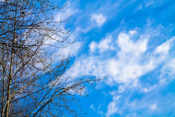 Blå Himmel Med Moln Och Trädtoppar Underifrån — Stockfoto