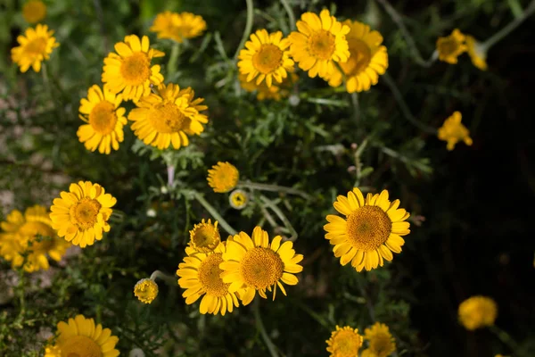 Żółte Słoneczne Kwiaty Kwietniku Pobliżu Szkoły Widok Góry — Zdjęcie stockowe