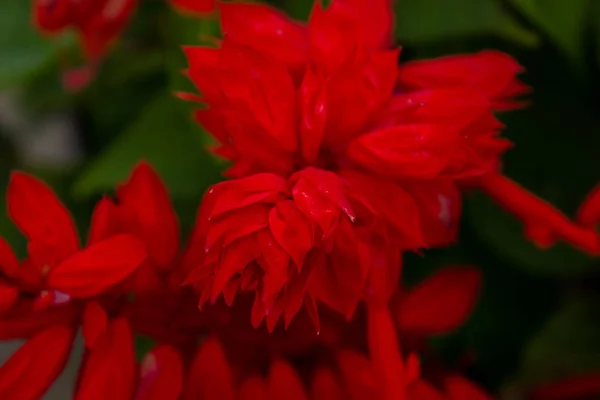 Salvia Blomma Trädgården Blommig Bakgrund För Design Eller Reklam — Stockfoto