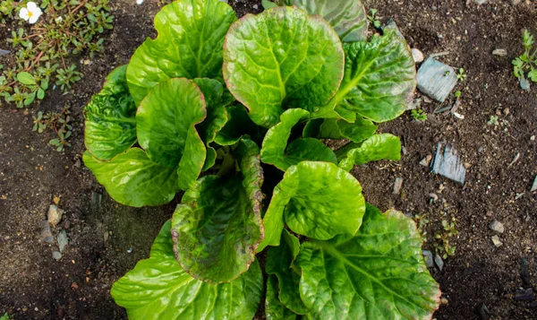 Plant Similar Cabbage Flower Bed View — Stock Photo, Image