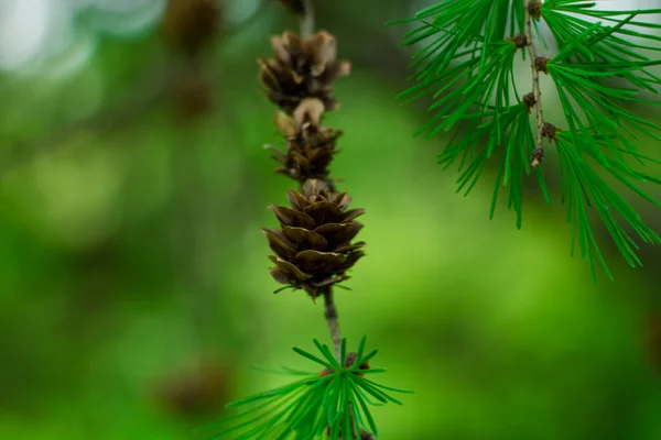 Cones Fir Branch Coniferous Pattern — ストック写真