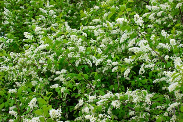 Háttér Virágzó Madárcseresznye Ágairól Fehér Virágok Ágon — Stock Fotó