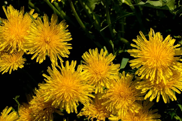 Kwiaty Mniszka Lekarskiego Zielonym Tle Słoneczne Kwiaty — Zdjęcie stockowe