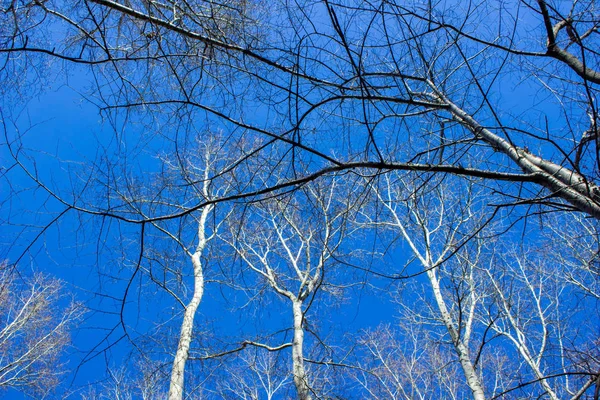 Céu Azul Com Galhos Árvore Vista Baixo — Fotografia de Stock