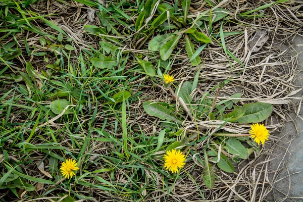 Pissenlits Près Route Fleurs Ville — Photo