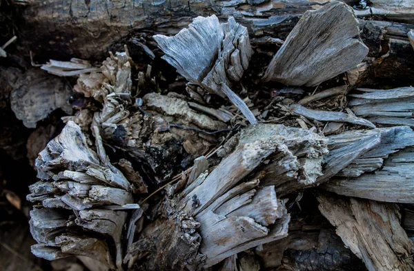 Radice Rotta Vecchio Albero Fondo Legno — Foto Stock