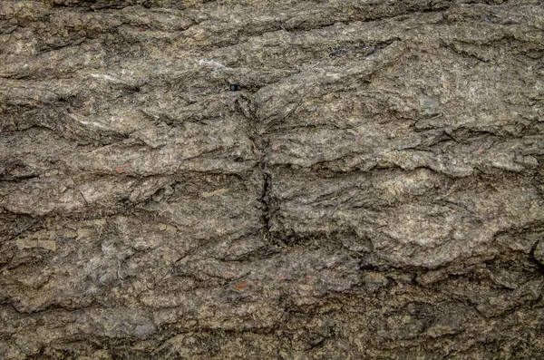 Textur Der Rinde Eines Alten Baumes Natürlicher Hintergrund — Stockfoto