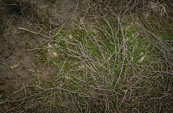 Muitas Raízes Chão Cobertas Musgo Floresta Fundo Com Espaço Branco — Fotografia de Stock