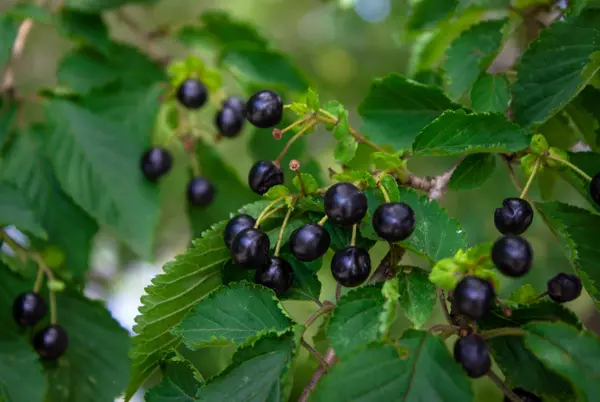 Schwarze Beere Singt Auf Einem Baum Giftige Pflanzen — Stockfoto