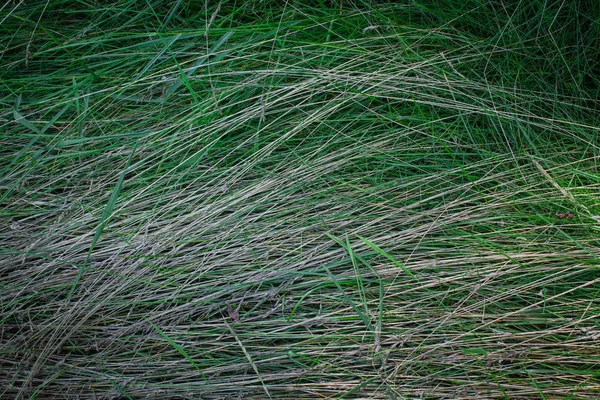 Gras Liegt Nach Regen Auf Dem Boden Gelbfärbendes Gras Herbst — Stockfoto