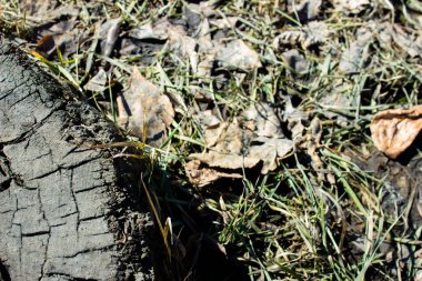 Sarı ve kuru yapraklar yeşil çimlerin üzerinde.