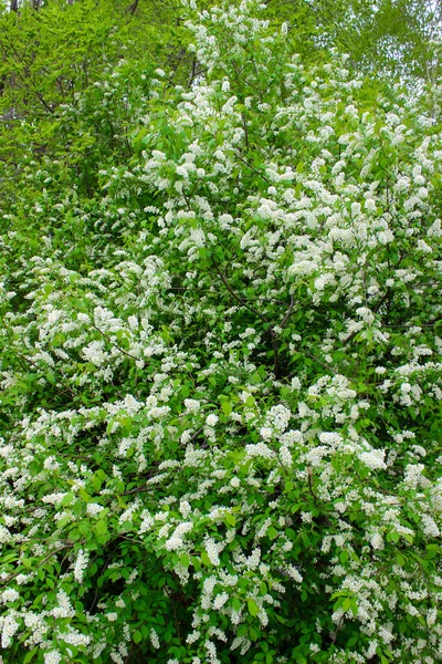 Blooming white flowers of bird cherry. Summer bloom. Sunny day.