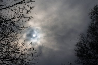 Karanlık ve kasvetli gökyüzü. Kara dallar bulutlu bir gökyüzüne karşı.