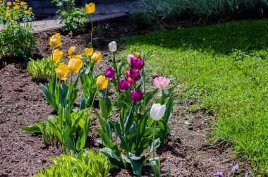 Parkta açan laleler baharda açık havada..