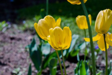 Çiçek tarlasında sarı laleler. Çayırdaki güzel çiçekler.