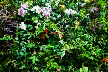 Primorsky Toprakları, Vladivostok - 08 / 22 / 2019: Yapay bir bahçede tropik çiçeklerin panosu.