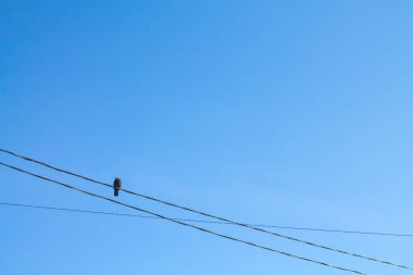 Bir güvercin mavi gökyüzüne karşı bir elektrik hattında oturur. Doğal arkaplan.