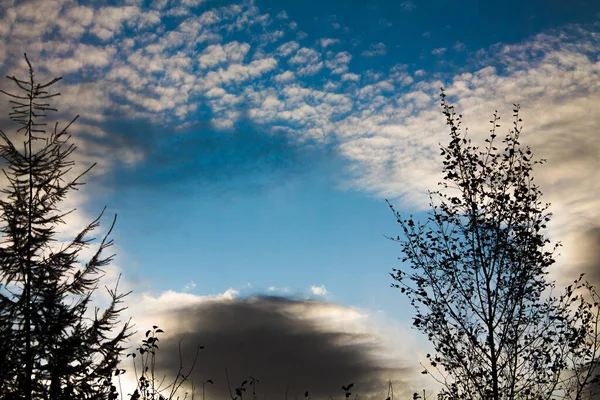 Hermoso Cielo Con Nubes Cirros Ramas Árboles Contra Cielo Azul — Foto de Stock